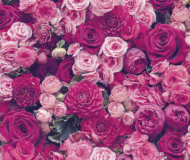 Glamour Red Pink Roses